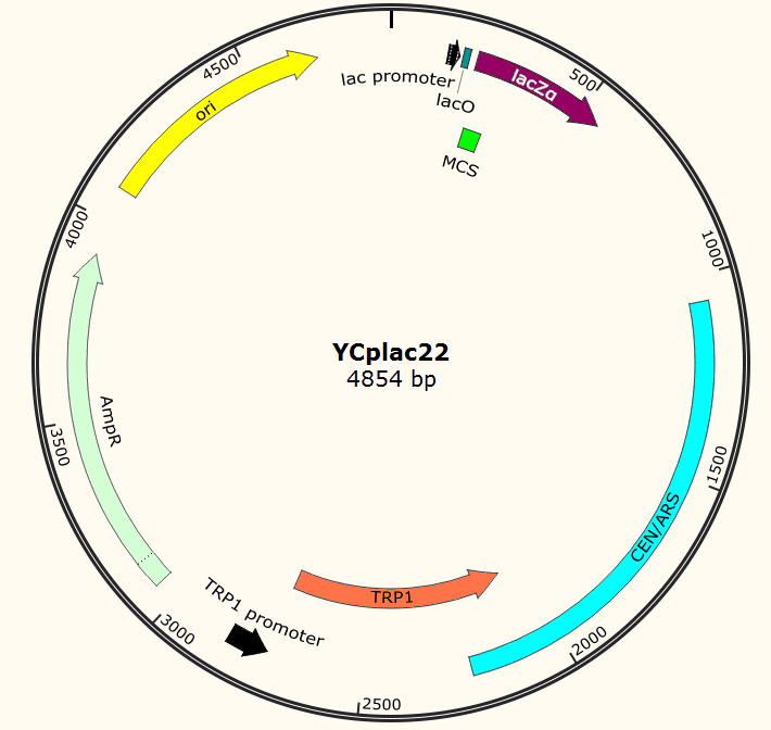 YCplac22载体图谱